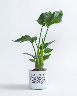 Handcrafted planter pot by Plntd featuring greenery as a sustainable Eid Al Adha living gift.